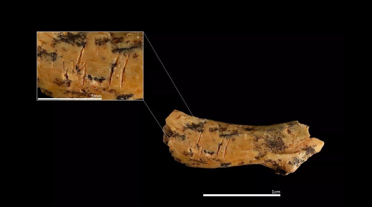 Descubren evidencias de canibalismo entre grupos rivales de hace 5.700 años en Burgos