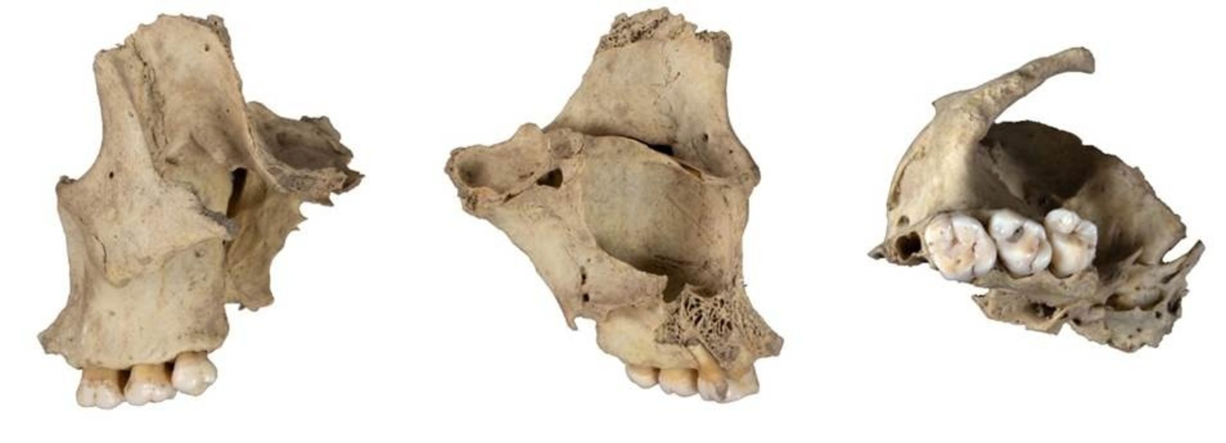 Descubren evidencias de canibalismo entre grupos rivales de hace 5.700 años en Burgos