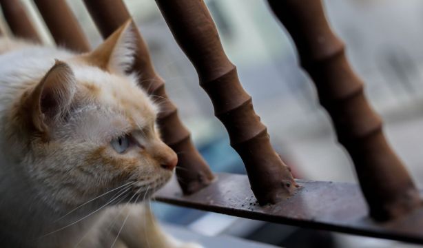 Los gatos con demencia comparten características de los humanos con alzhéimer. (EuropaPress)