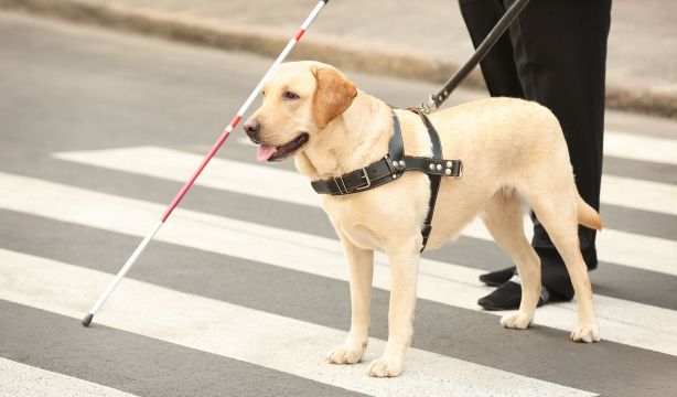 El CERMI pide a Renfe que el asiento contiguo sea gratuito para las personas con discapacidad visual