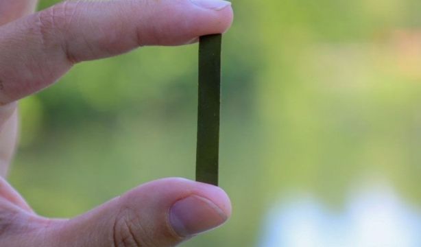 Crean plásticos reciclables a partir de las algas
