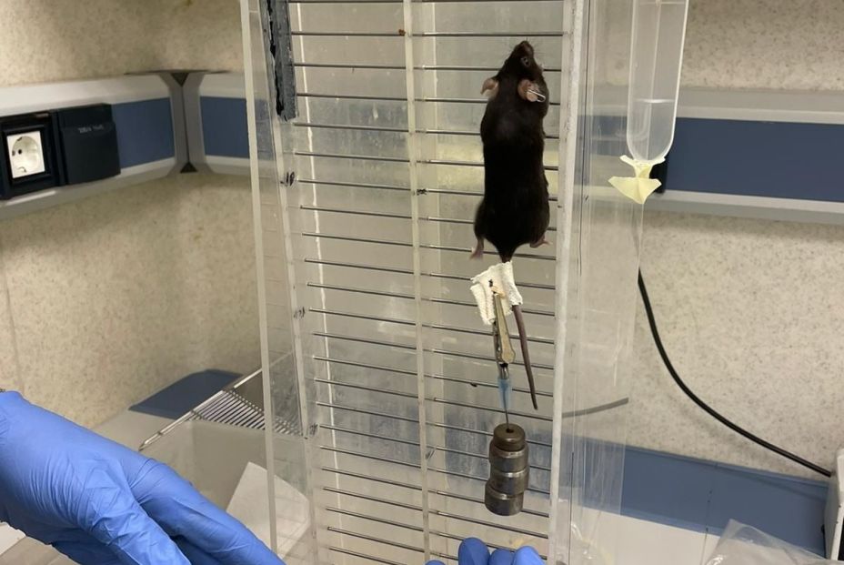 Descubren una molécula que mejora la adaptación al ejercicio de fuerza Descubren una molécula que mejora la adaptación al ejercicio de fuerza