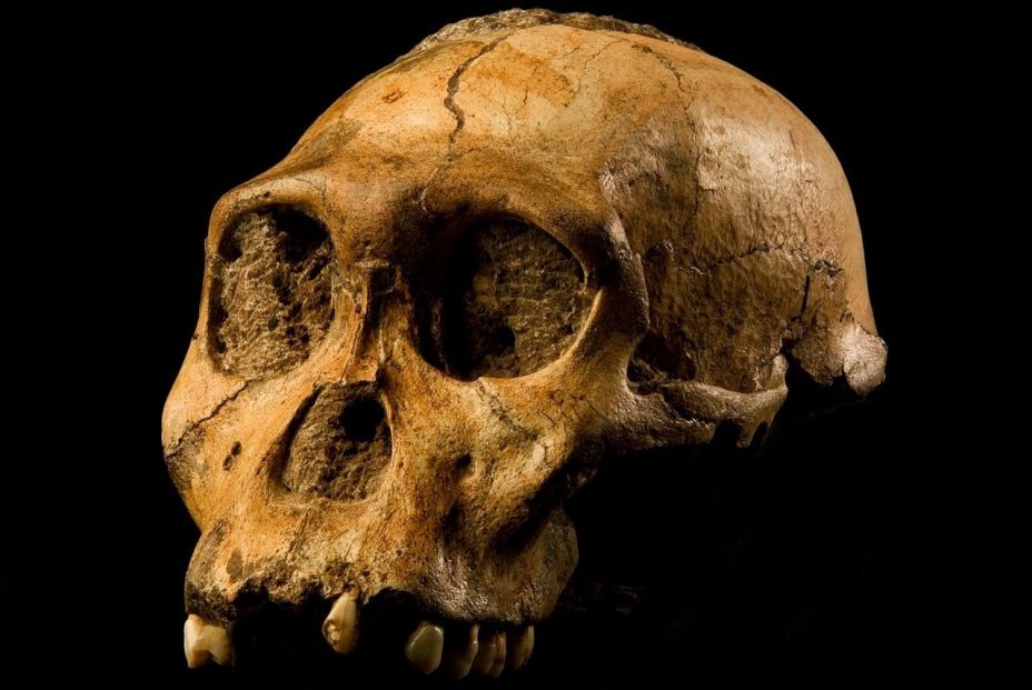 EuropaPress 1841551 confirma dos australopithecus sediba son misma especie
