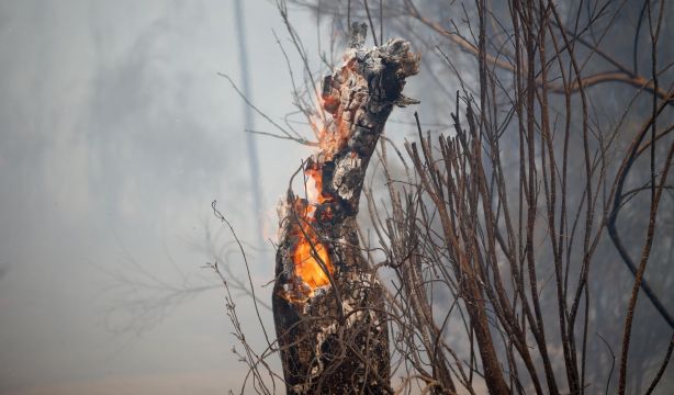 Solidaridad y denuncia de Coespe ante los incendios forestales