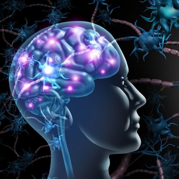 Investigadores descubren un gen que controla la memoria y el aprendizaje