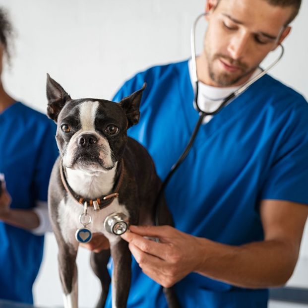 Cómo identificar y prevenir los resfriados en tus mascotas Cómo identificar y prevenir los resfriados en tus mascotas