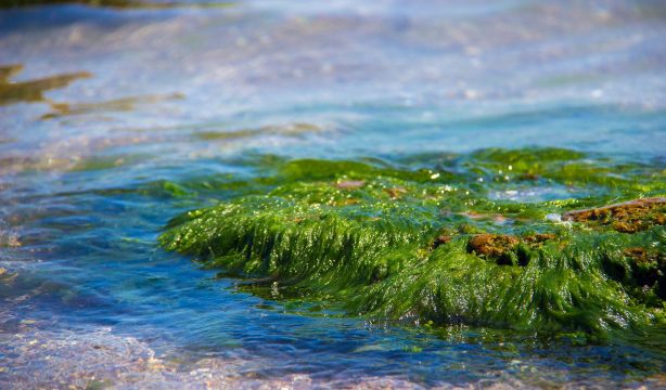 Descubren cuatro especies de algas desconocidas en la red de tubos y cuevas volcánicas de El Hierro