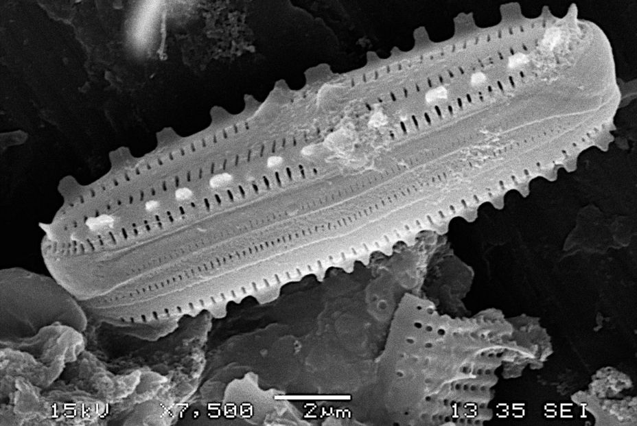 EuropaPress 6906226 descubren endemismos red tubos cuevas volcanicas hierro EuropaPress 6906226 descubren endemismos red tubos cuevas volcanicas hierro