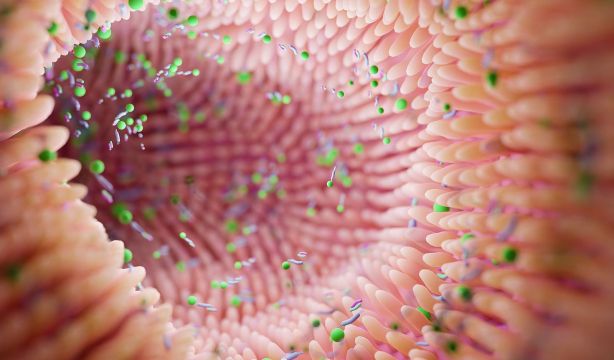 La microbiota modula el impacto positivo del ejercicio físico moderado sobre la memoria