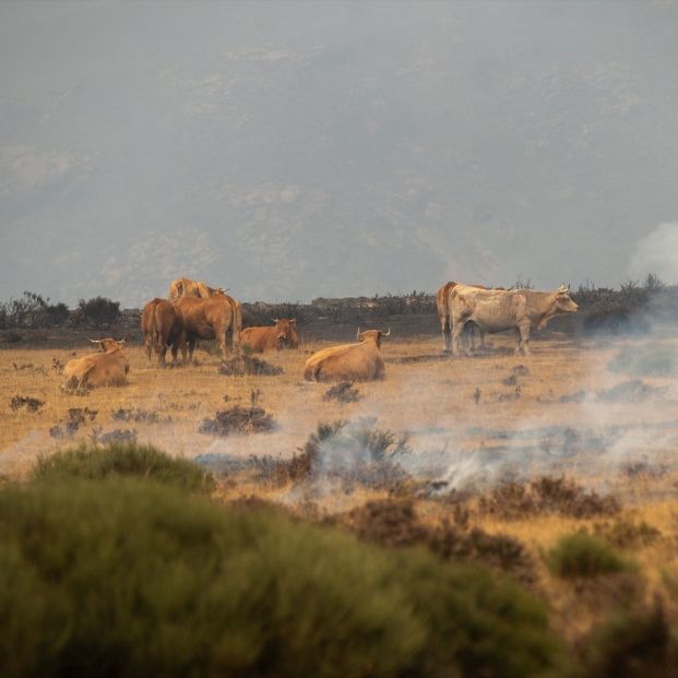 UPA pide ayudas directas para agricultores y ganaderos afectados por los incendios