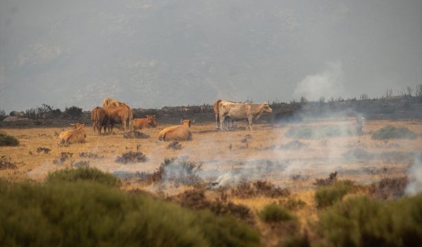 UPA pide ayudas directas para agricultores y ganaderos afectados por los incendios