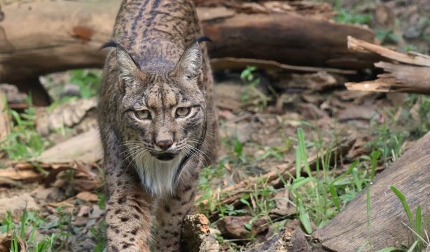 El lince ibérico tendrá un nuevo hábitat en Toledo