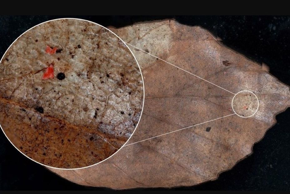 EuropaPress 6919131 equipo investigacion desarrollo metodo personalizado analizar EuropaPress 6919131 equipo investigacion desarrollo metodo personalizado analizar