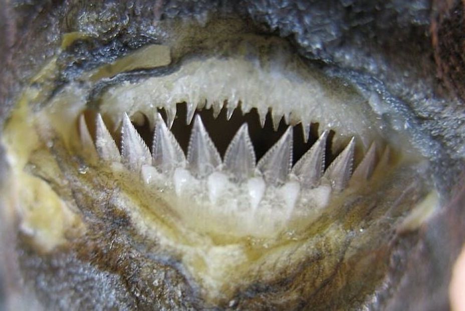 EuropaPress 5216201 fauces dalatias licha tiburon kitefin dientes inferiores tiburon forman