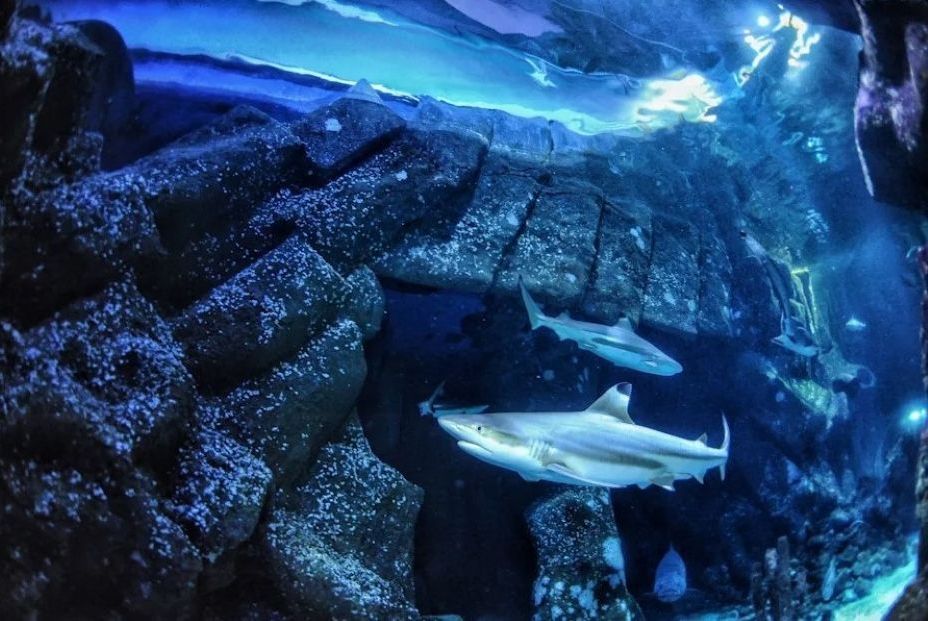 EuropaPress 6917771 tiburon arrecife puntas negras sealife oberhausen donde recolectaron