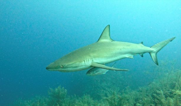 El calentamiento global puede dejar a los tiburones sin dientes