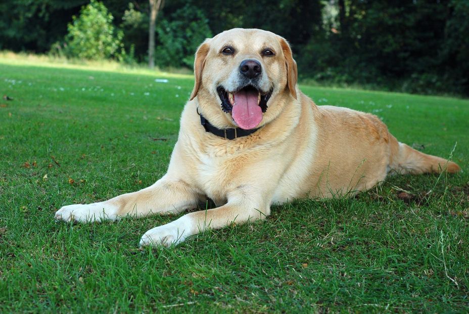 bigstock Golden Labrador 845877