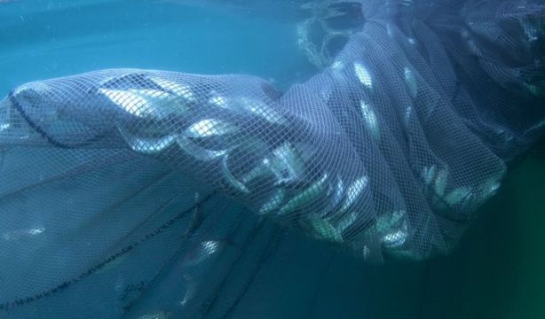 El impacto humano sobre los océanos se habrá duplicado para 2050. Fuente: EuropaPress