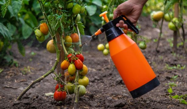 Compuesto que permite a los cultivos resistir la sequía. Fuente: EuropaPress