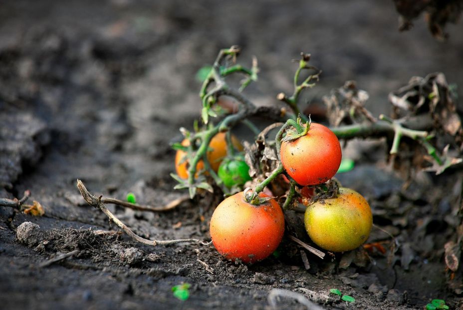 bigstock Withered Stalks With Small Tom 405797375