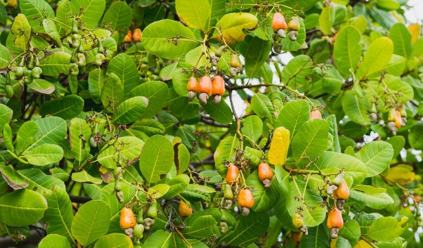 La planta del anacardo, clave para frenar el envejecimiento celular