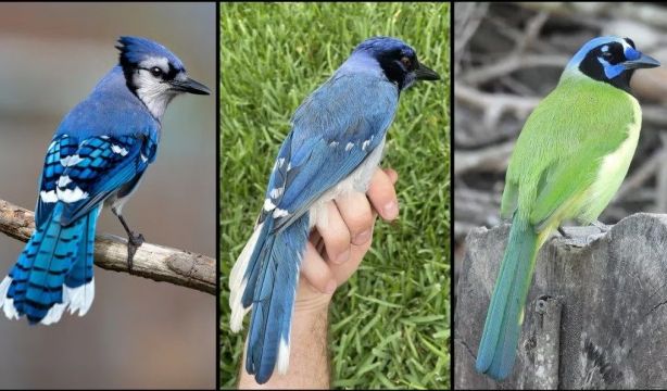 Descubren el primer animal híbrido por efecto del cambio climático