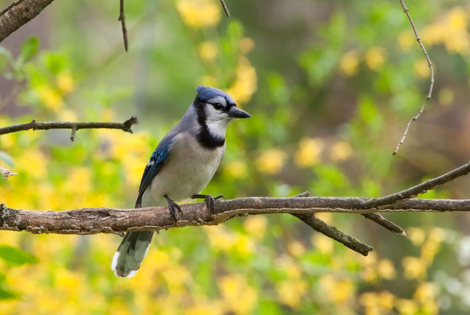 Descubren el primer animal híbrido por efecto del cambio climático