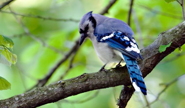 Descubren el primer animal híbrido por efecto del cambio climático