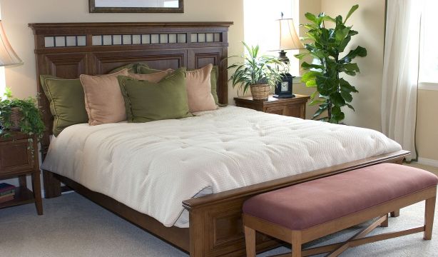 "Dormir con plantas en la habitación es malo": ¿verdad o mito?