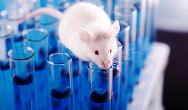 Desarrollan una vacuna intranasal que elimina el virus del Covid-19 en ratones