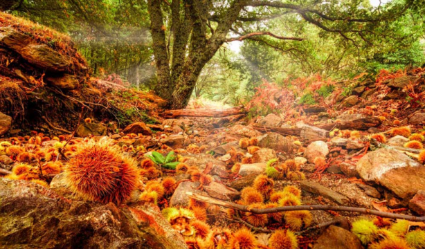 6 rutas de senderismo para hacer en otoño cerca de Madrid