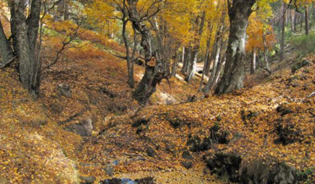 6 rutas de senderismo para hacer en otoño cerca de Madrid