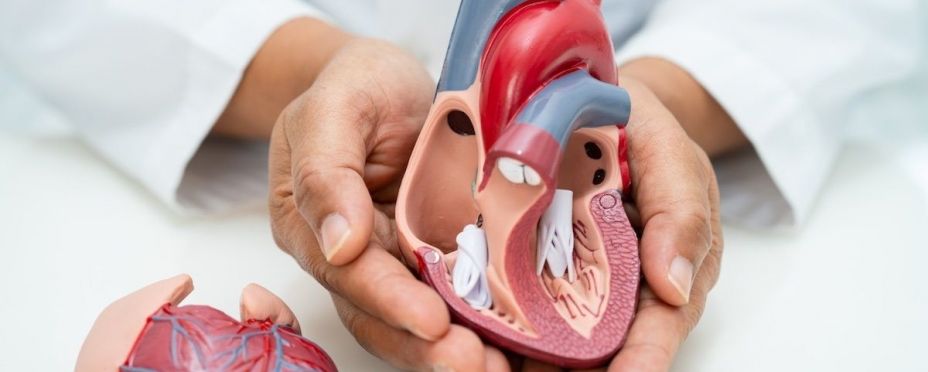 Médico sosteniendo un modelo de anatomía humana para aprender y tratar enfermedades cardíacas. Fuente: EuropaPress. Médico sosteniendo un modelo de anatomía humana para aprender y tratar enfermedades cardíacas. Fuente: EuropaPress.