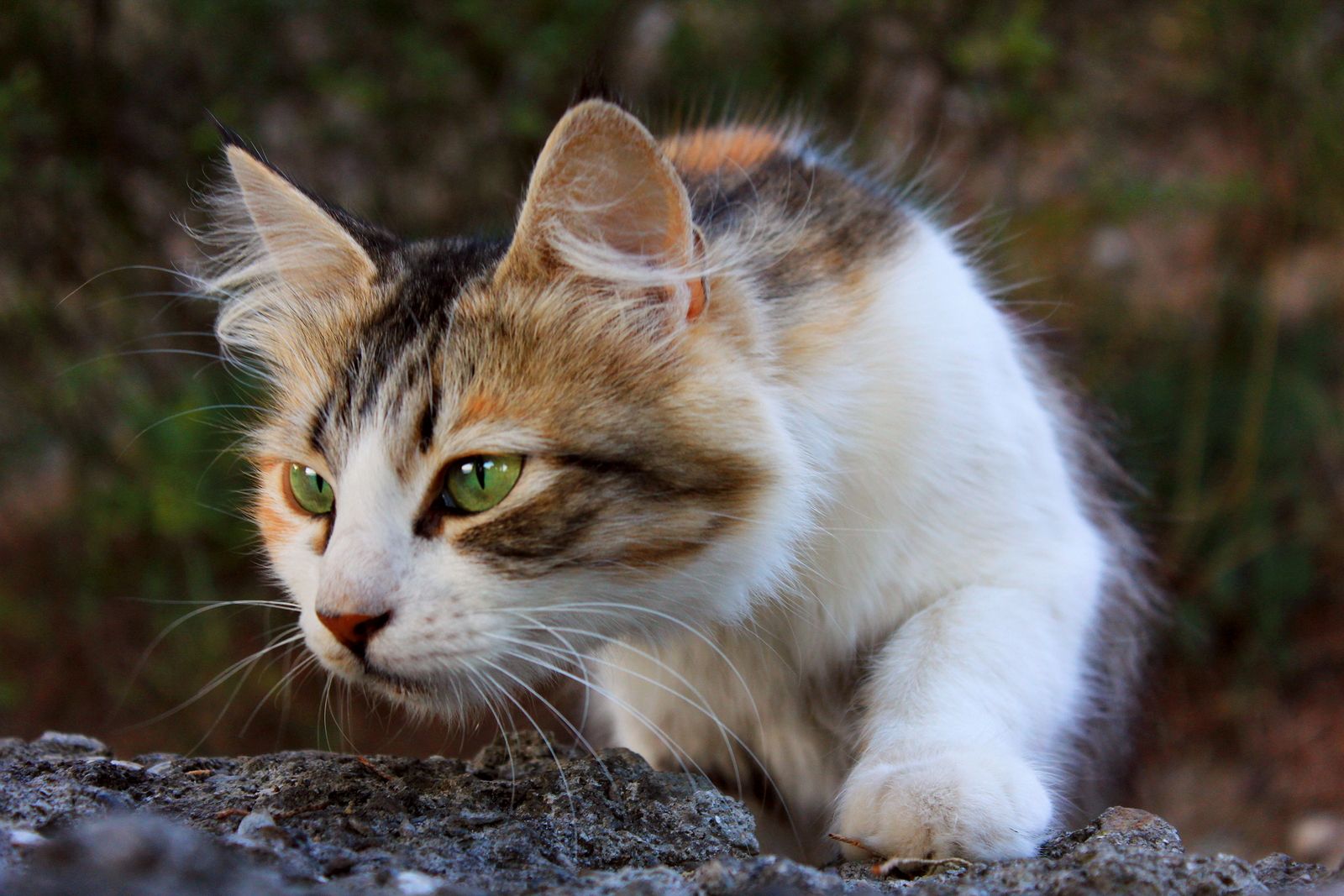 Los gatos pueden reconocer a sus humanos mediante el olfato, teoriza nuevo estudio 