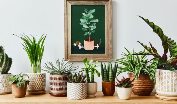 Estas son las plantas que no deberías tener en tu salón