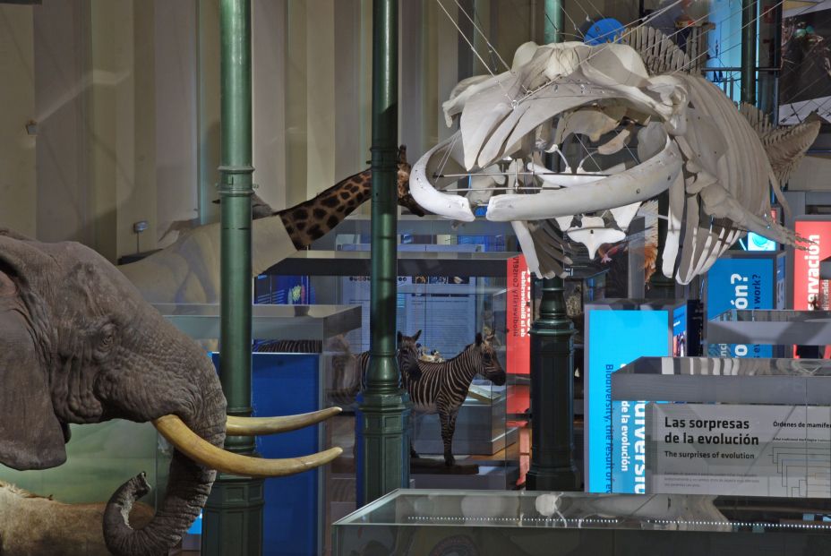 Museos gratis o con entrada reducida para personas mayores de 65 años. Museo Nacional de Ciencias Naturales