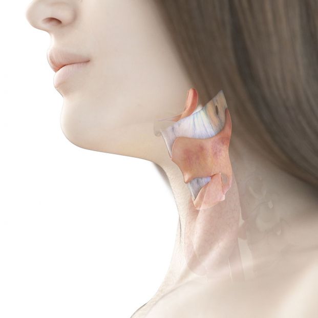 cuidar cuerdas vocales cuidar cuerdas vocales