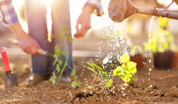 La mezcla casera que puede ser muy beneficiosa para tus plantas