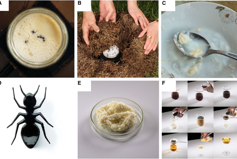 Recuperan una receta tradicional que usa hormigas para hacer yogur