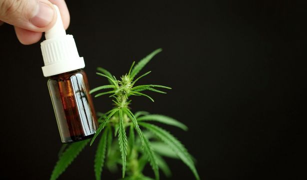 El posible potencial terapéutico del cannabidiol en el alzhéimer (Bigstock)