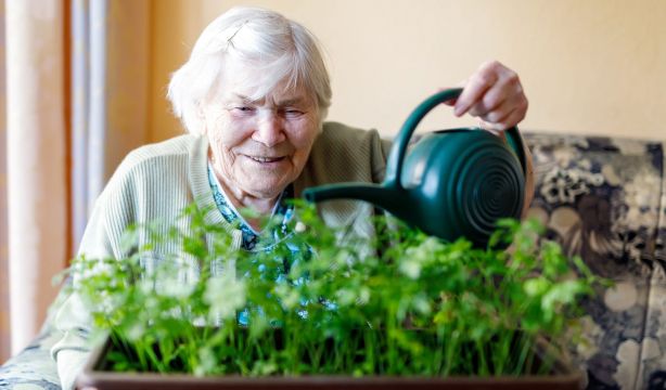 ¿Eres un desastre para las plantas? Estas 5 especies no se mueren aunque pases días sin regarlas