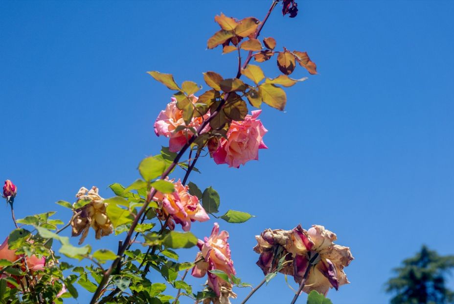 EuropaPress 6724574 rosas rosaleda parque oeste 16 mayo 2025 madrid espana jardin rosaleda