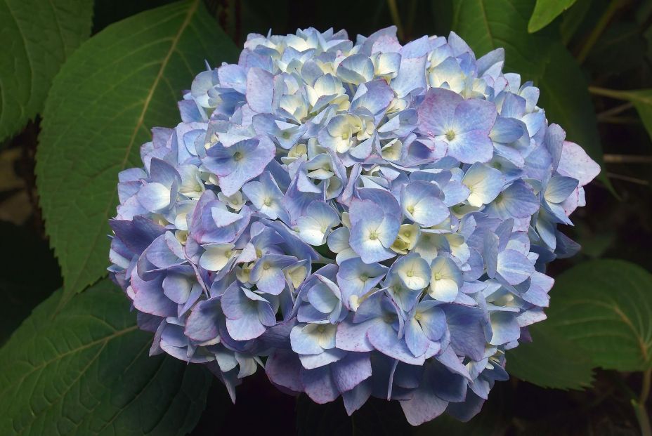 bigstock Bigleaf Hydrangea hydrangea M 289517725