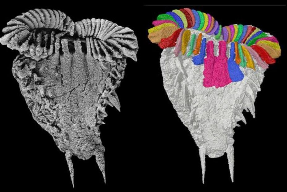 Hallan un fósil de hace 500 millones de años que explica la simetría radial de las estrellas de mar