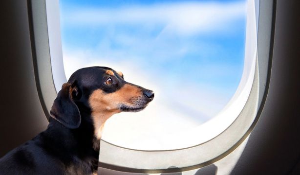 La Justicia europea dicta que la pérdida de mascotas en un vuelo se indemniza igual que las maletas