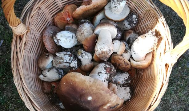 Normas para la recolección de setas: guía por comunidades. Fuente: Miriam Gómez Sanz.