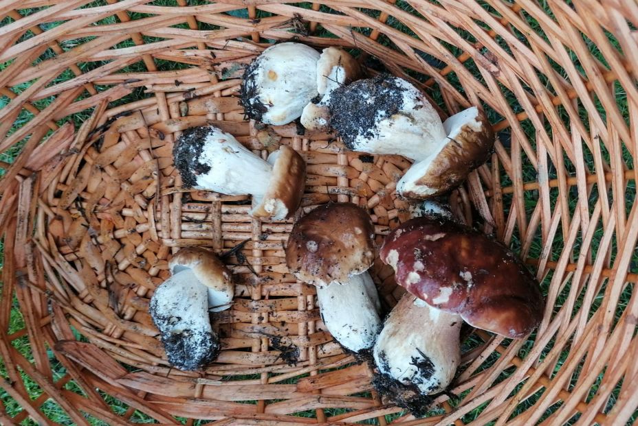 Cesta con seis boletus. Fuente: Miriam Gómez Sanz.