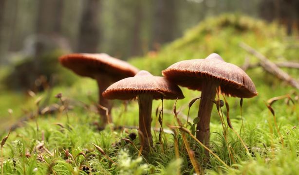 Descubren que los hongos ya existían millones de años antes que las primeras plantas