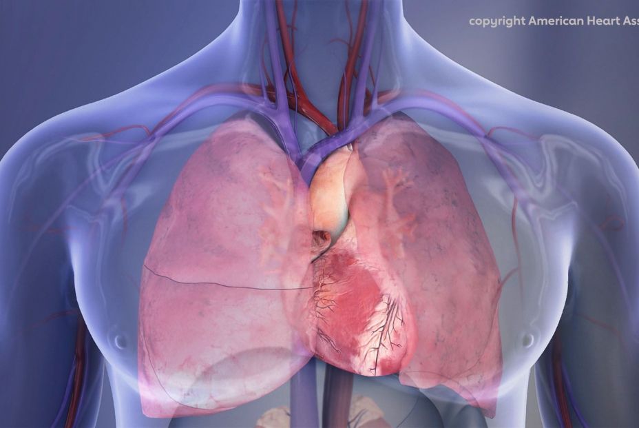 Heart and lungs illustration