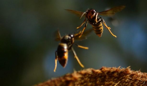 Alerta en Galicia ante las avispas velutinas: consejos para evitar sus picaduras